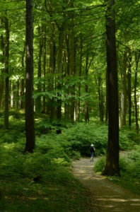 Rügen