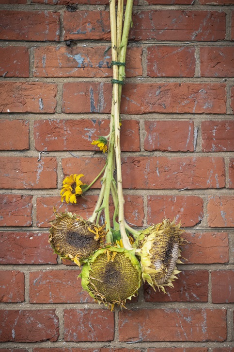 zonnebloemen drogen - vogelvoer