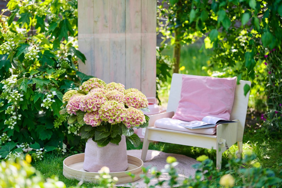 Magic Jewel hortensia