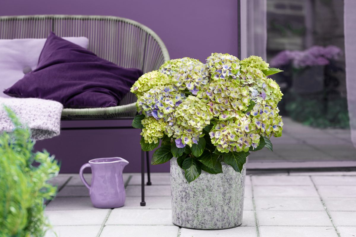 Magic Jewel hortensia