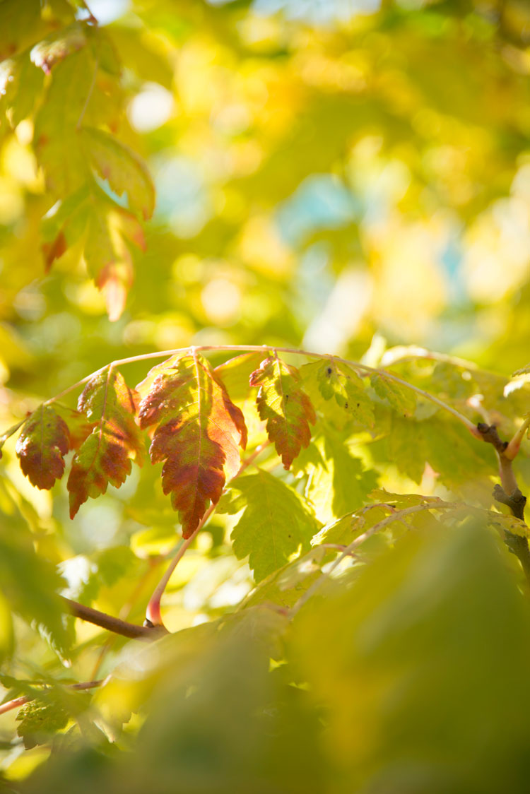 gele herfstbladeren - Koelreuteria paniculata 'Coral Sun' - herfstbomen