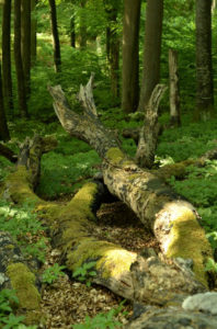 Rügen