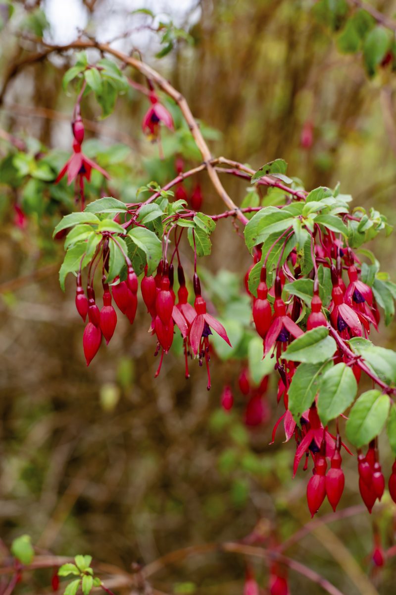 fuchsia