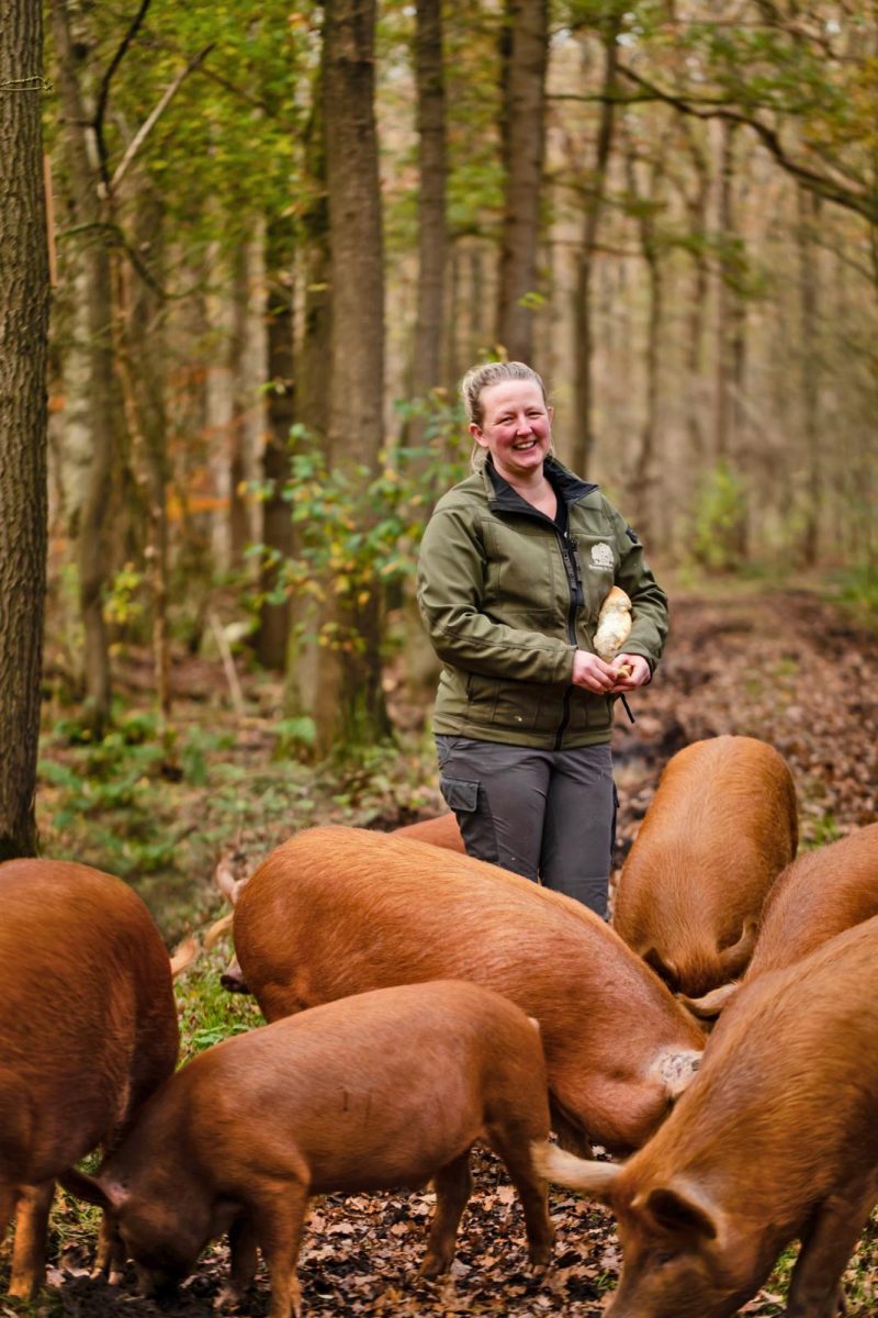 Tamworth varkens