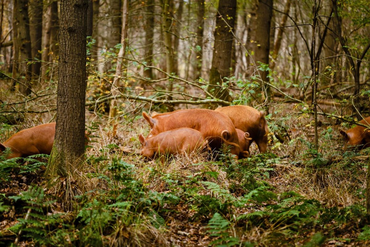 Tamworth varkens