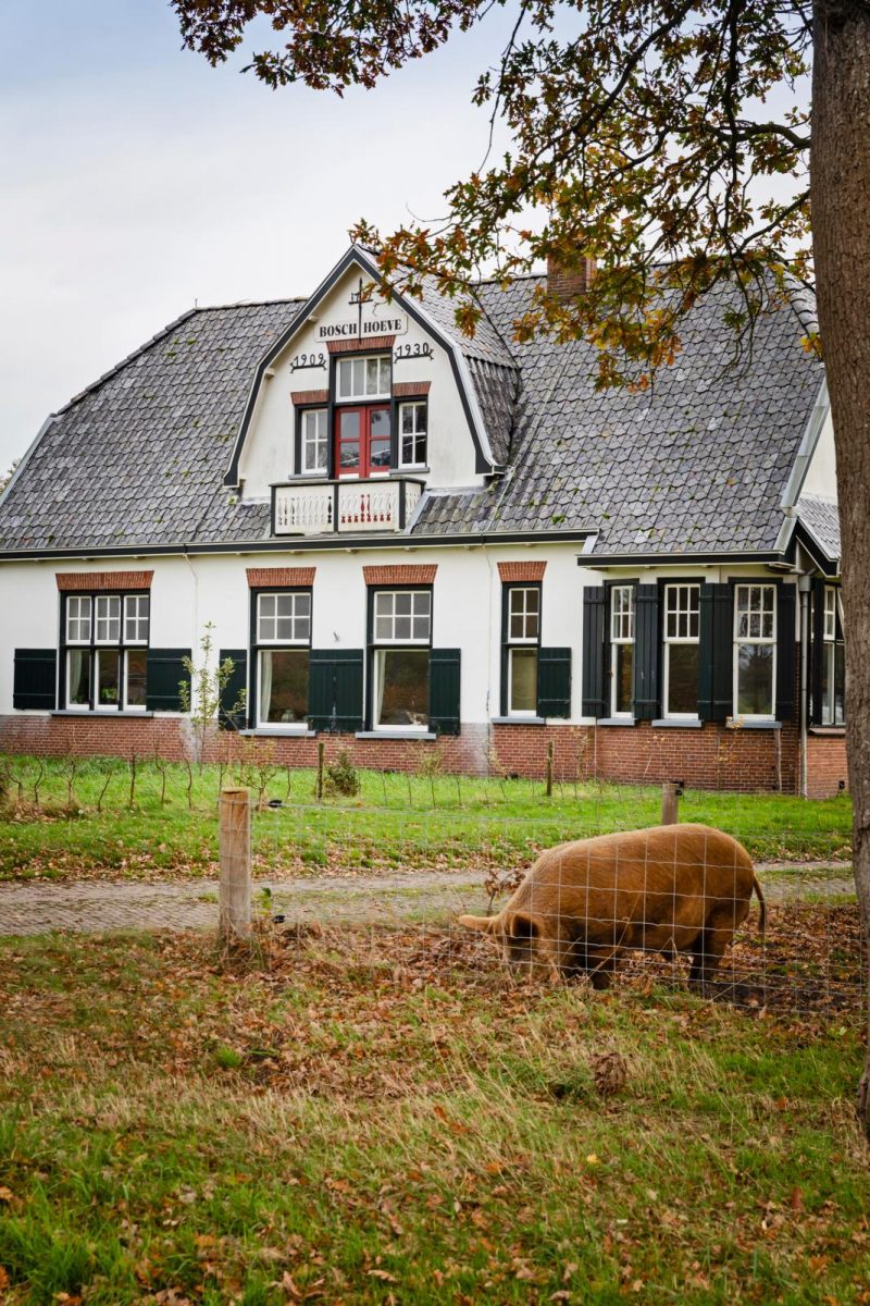 Tamworth varkens