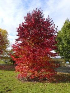 Bomen