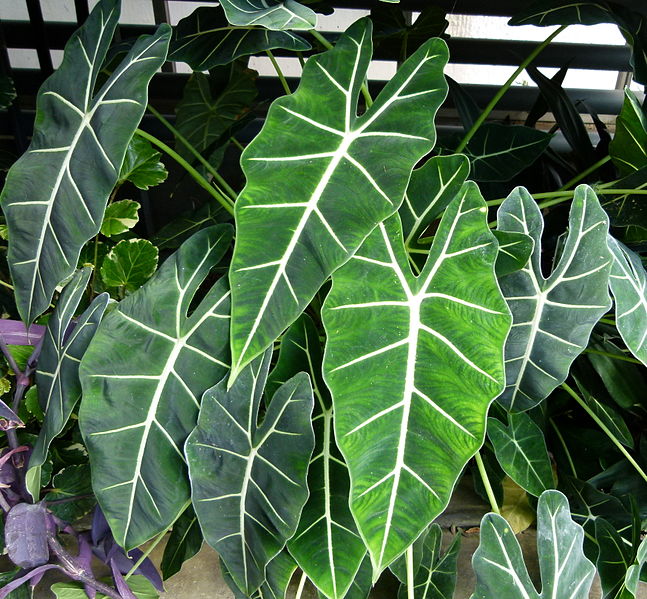 Alocasia amazonica,
