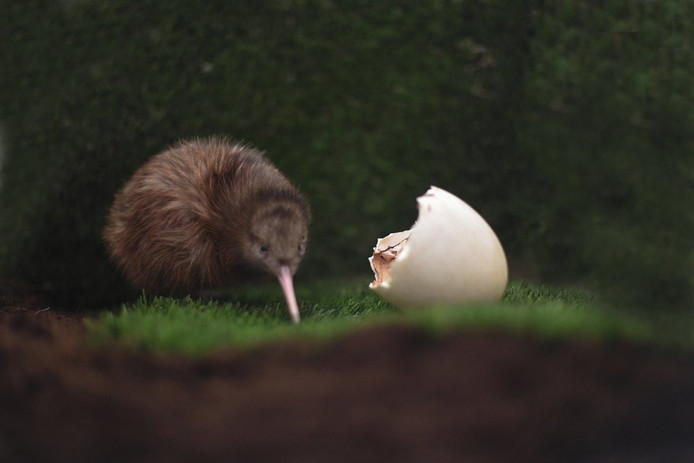 kiwi