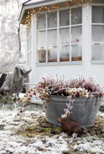 tuintips