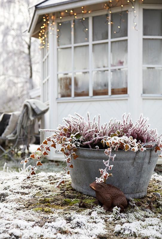tuintips