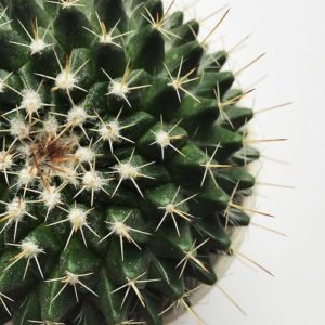 cactussen