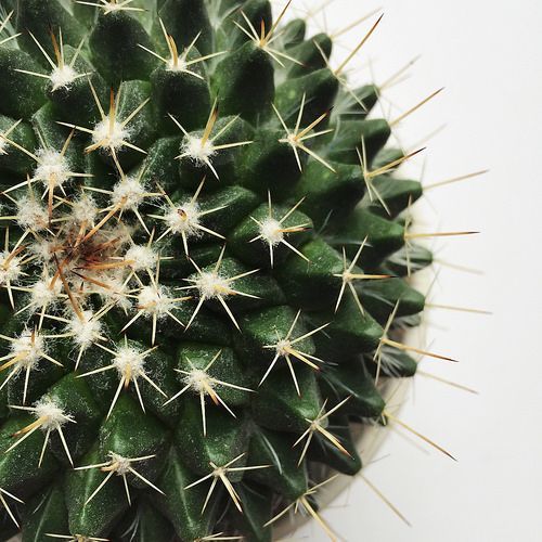 cactussen