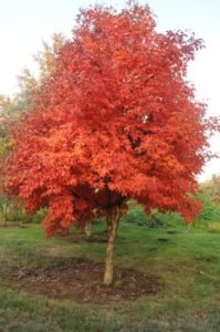 Bomen