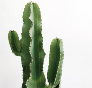 cactussen