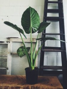 alocasia