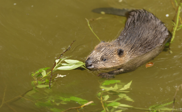 Bever | foto: Dick Hoogenboom