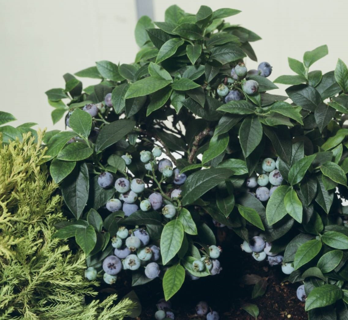 Amerikaanse blauwe bes - Vaccinium corymbosum – superfood-bes