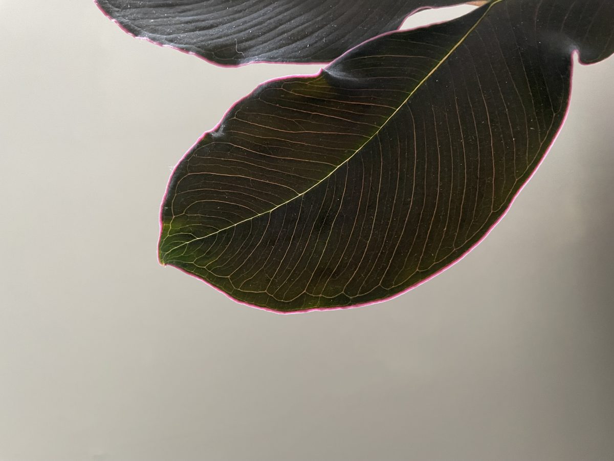 Amorphophallus atroviridis