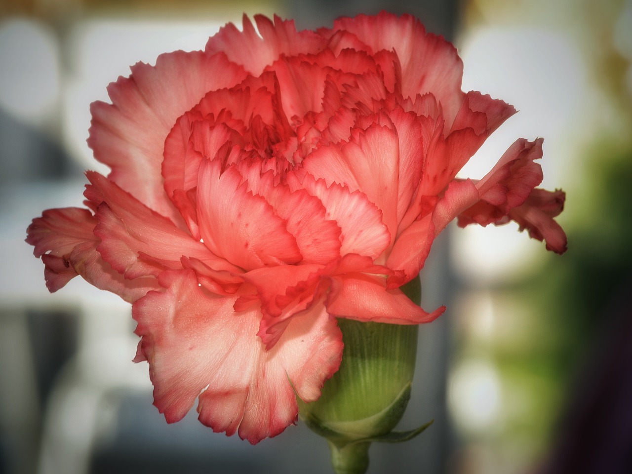duurzame bloemen