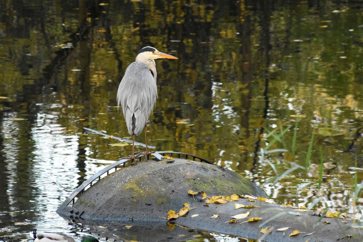 westerpark