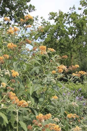 vlinderstruik - Buddleja weyeriana 'Sungold' - geel - -