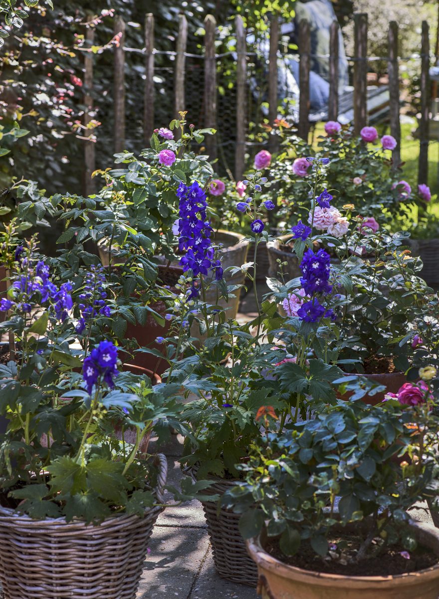 Cottage garden in Brabant