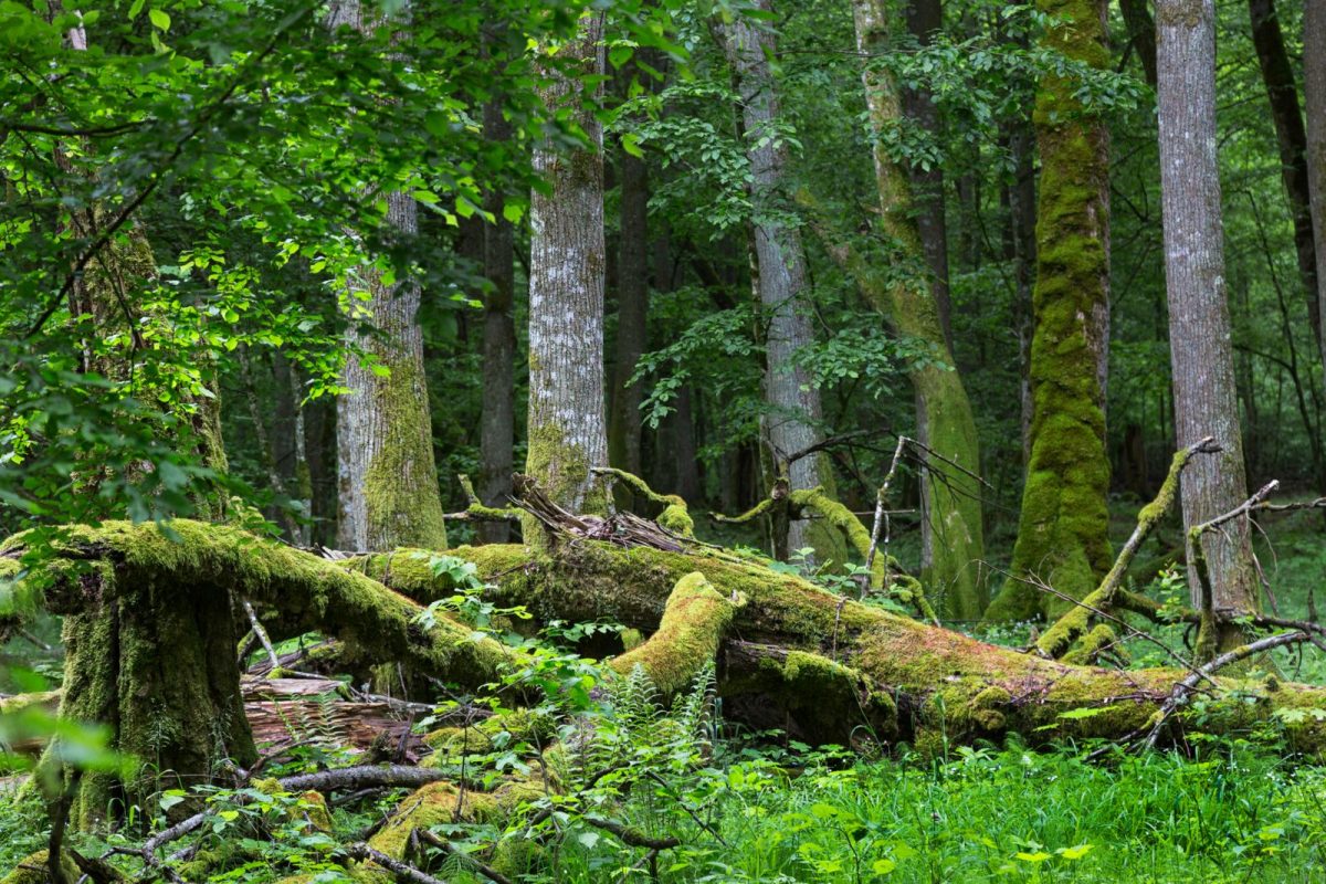 Bialowieza Nationaal Park