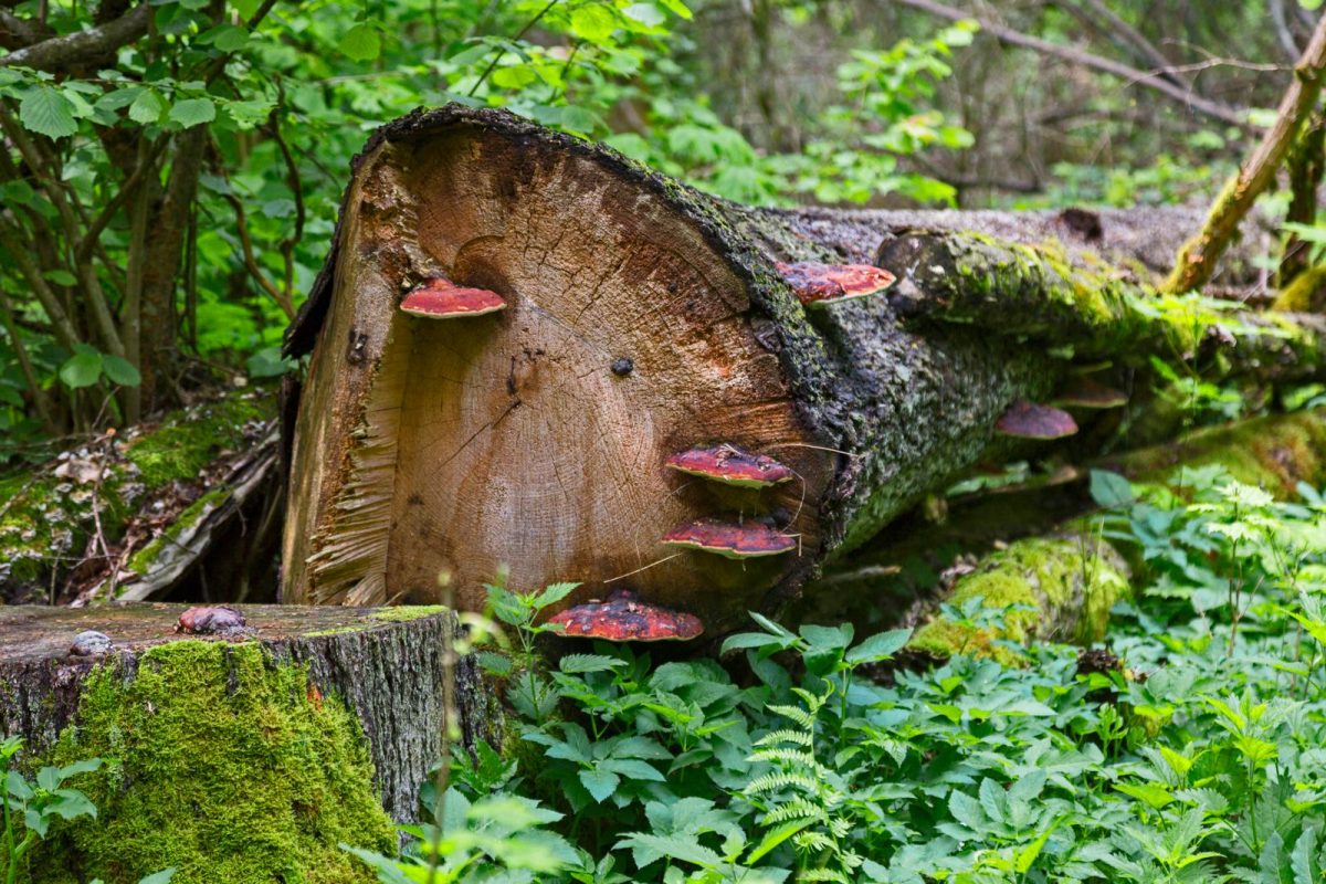 Bialowieza Nationaal Park