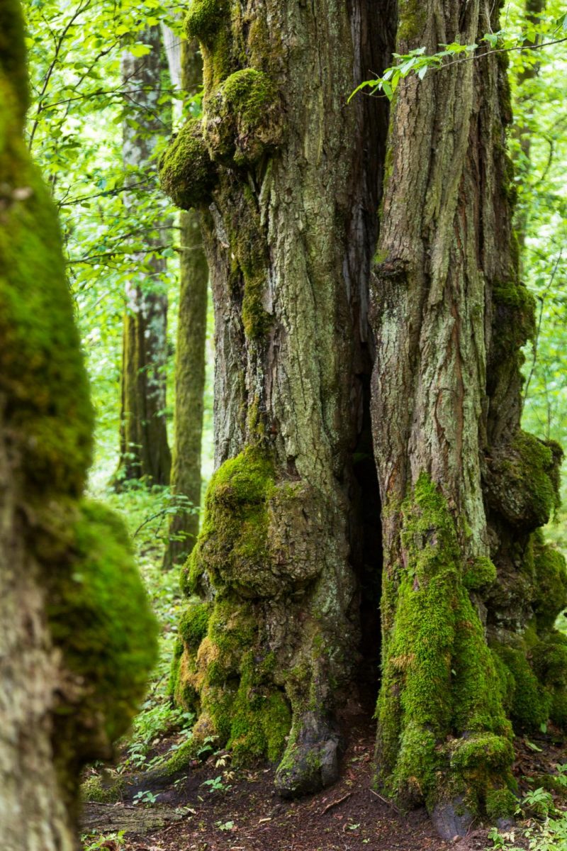 Bialowieza Nationaal Park