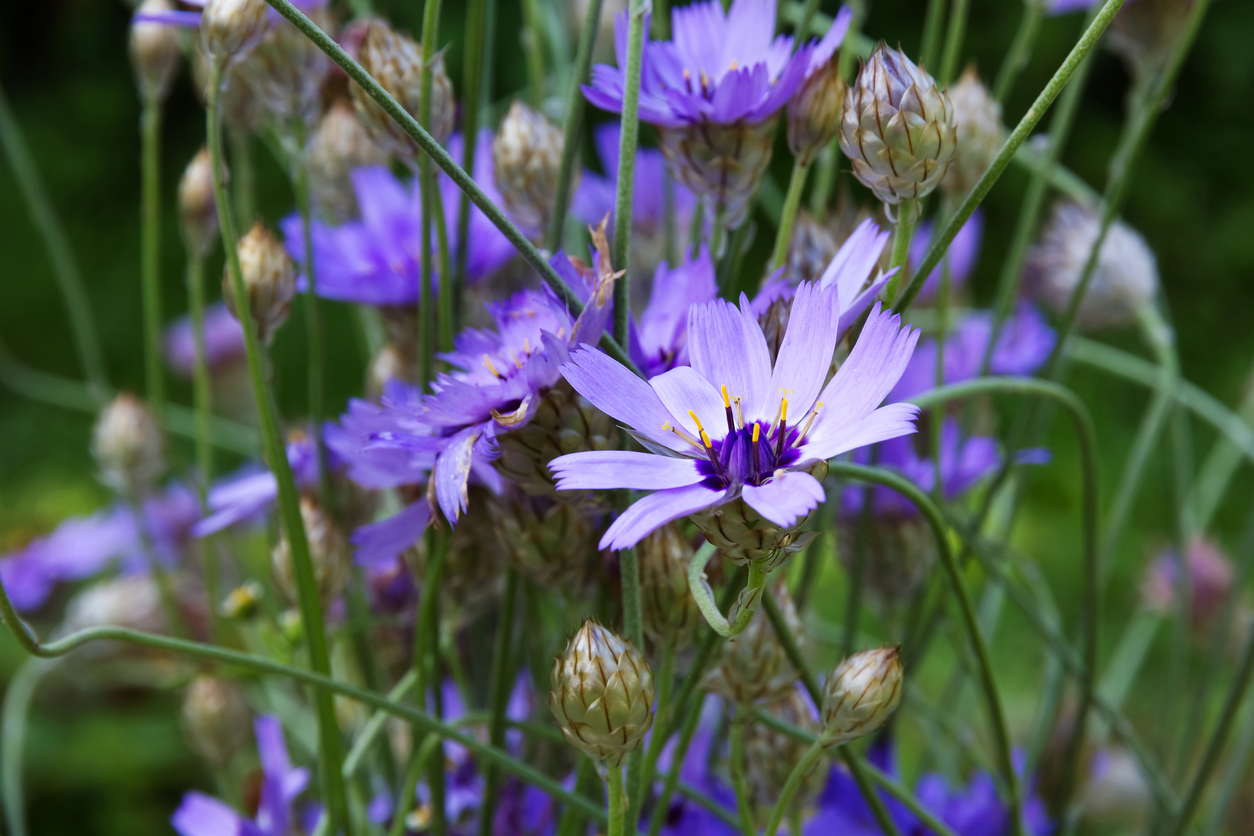 blauwe strobloem