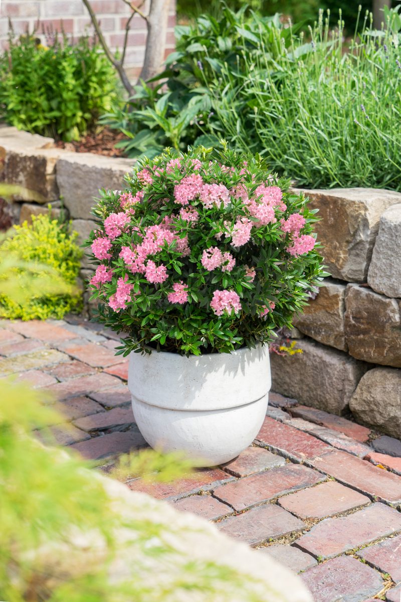 Bloombux