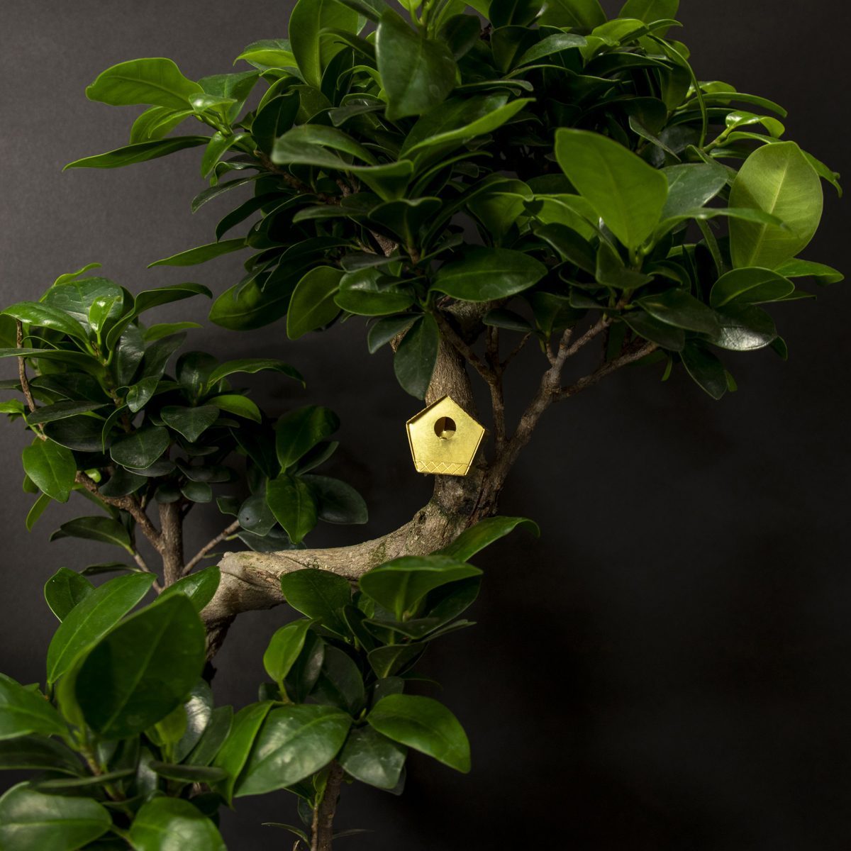 plantenasseccoires