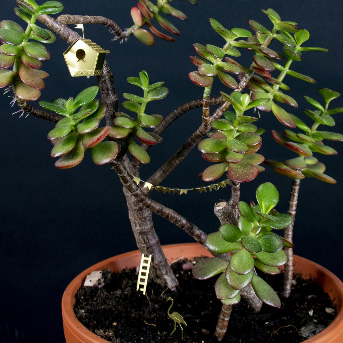 plantenasseccoires