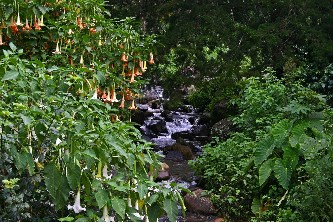 Brugmansia