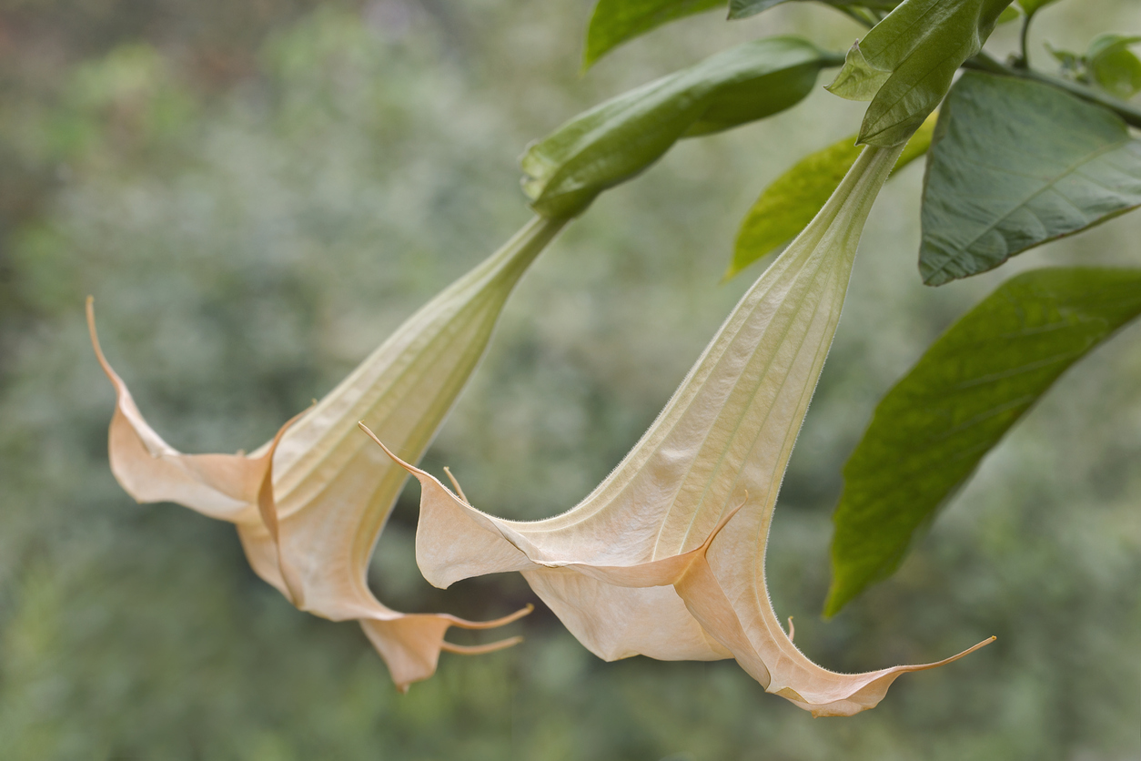 Brugmansia