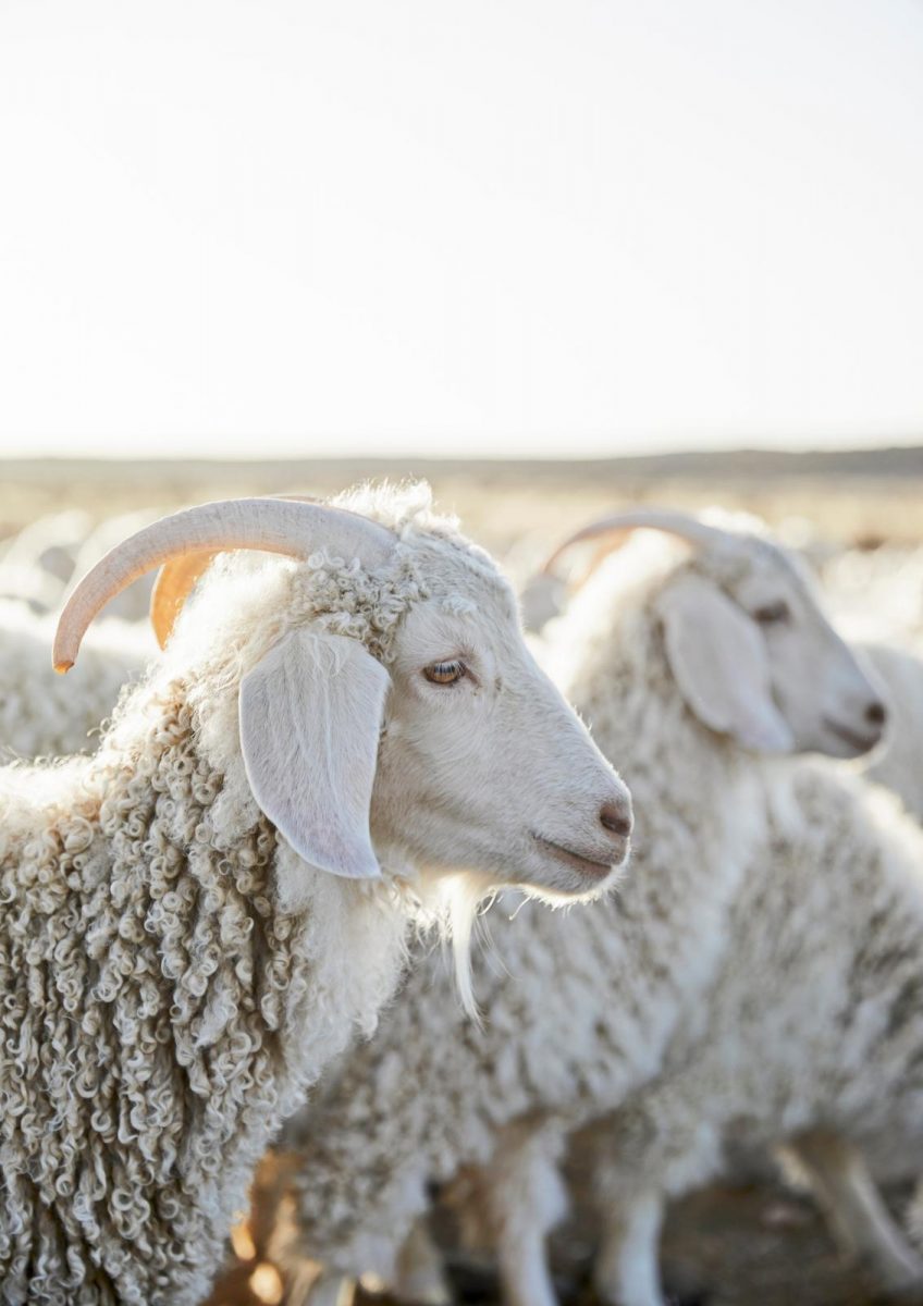 mohair tapijten