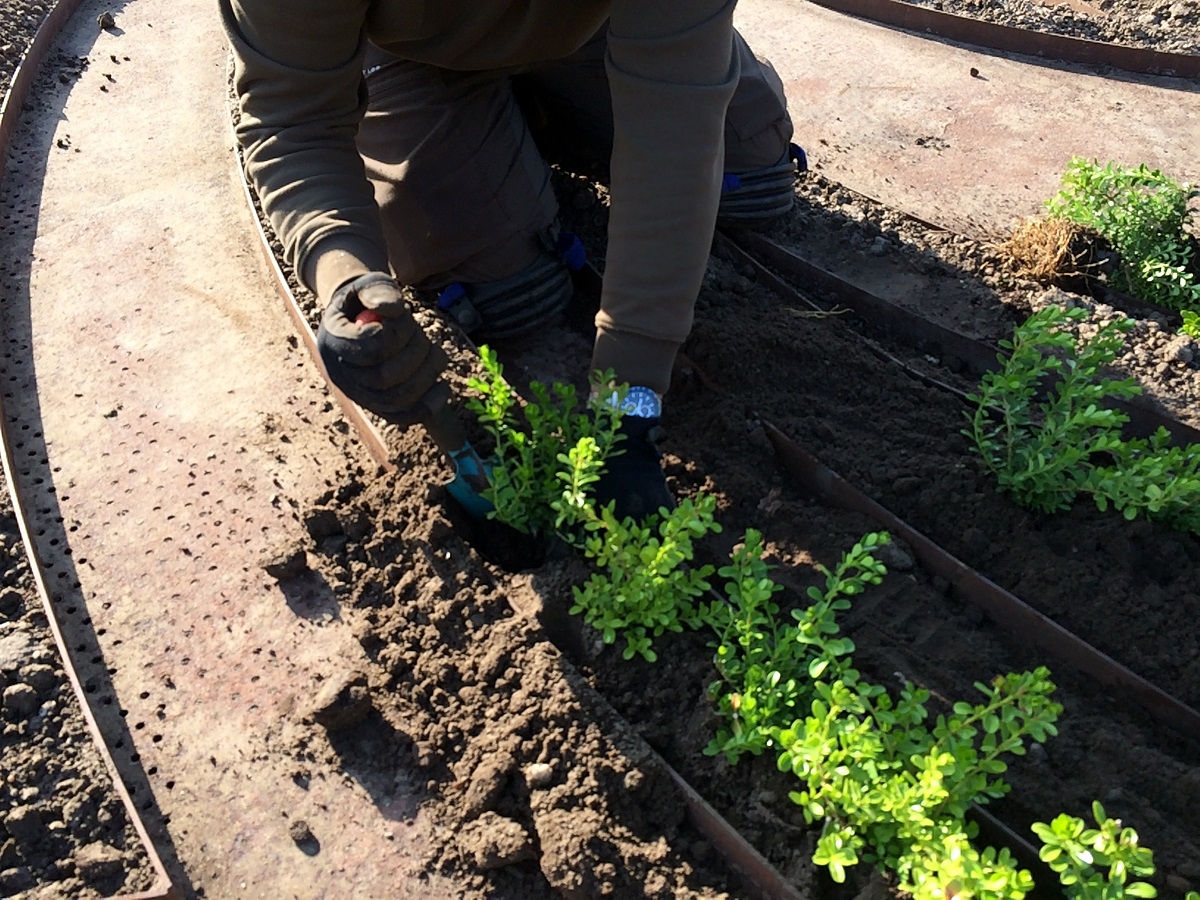 nieuwe buxus - Paleis Het Loo - aanplanten buxushagen - paleistuinen