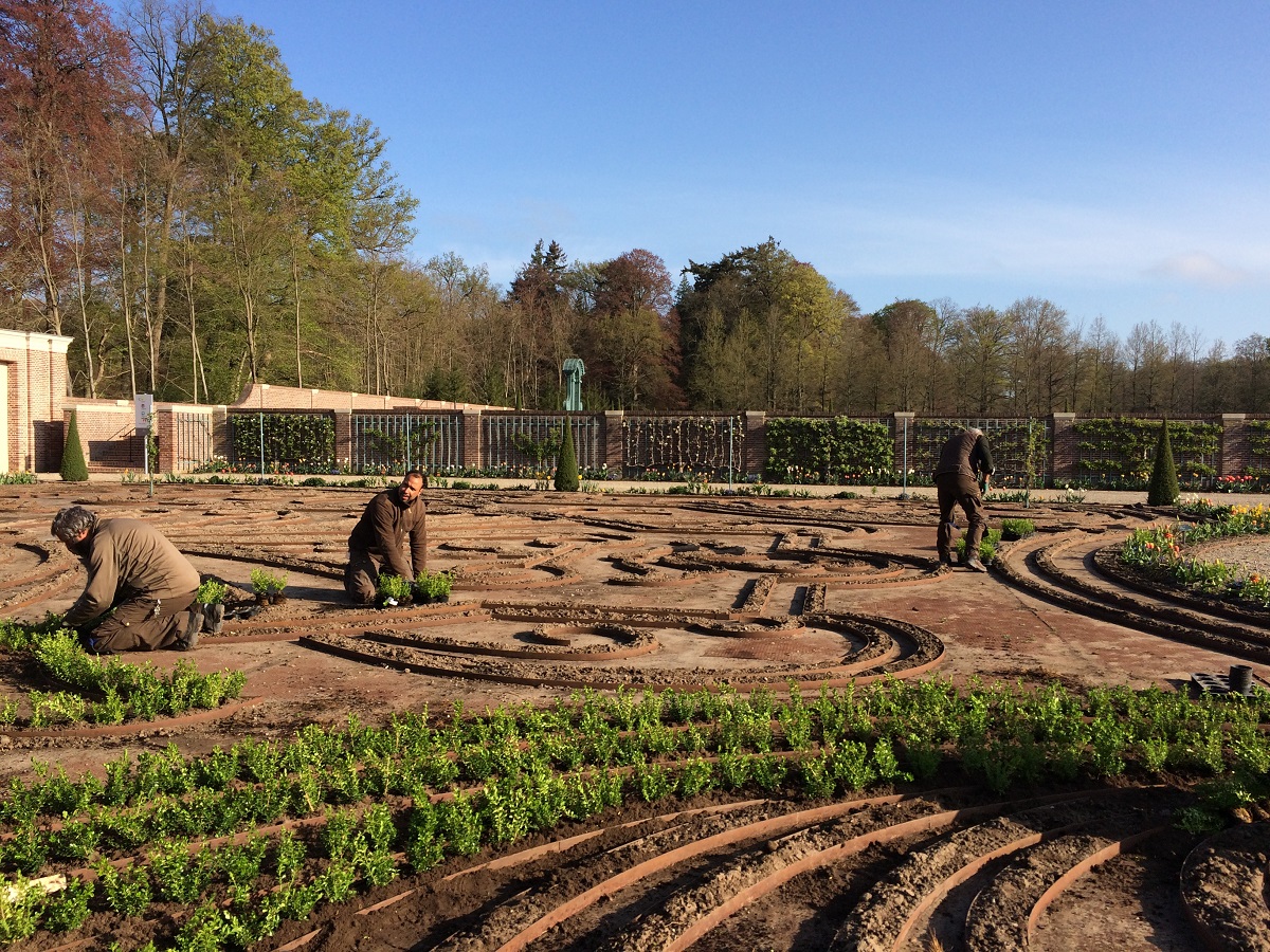 nieuwe buxus - jonge buxusplanten - paleistuin - Koningstuin - Paleis Het Loo