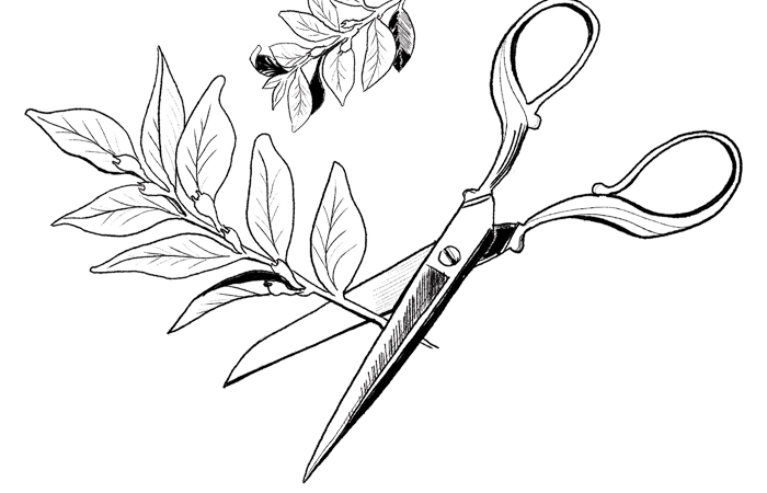 Buxus copy