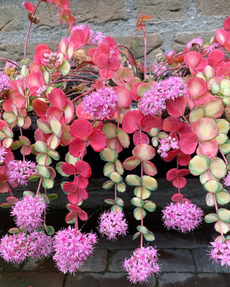 Sedum sieboldii