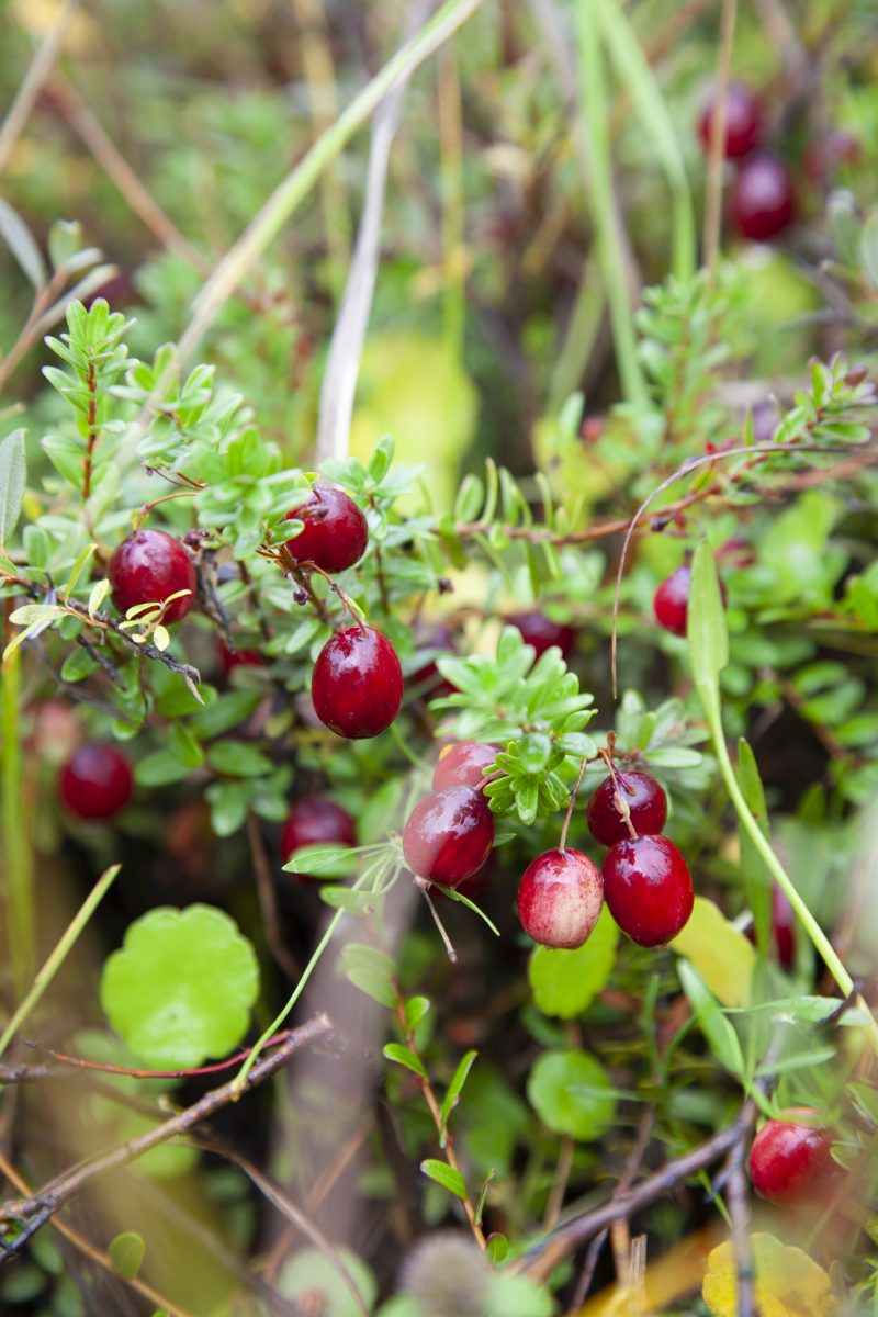 cranberries