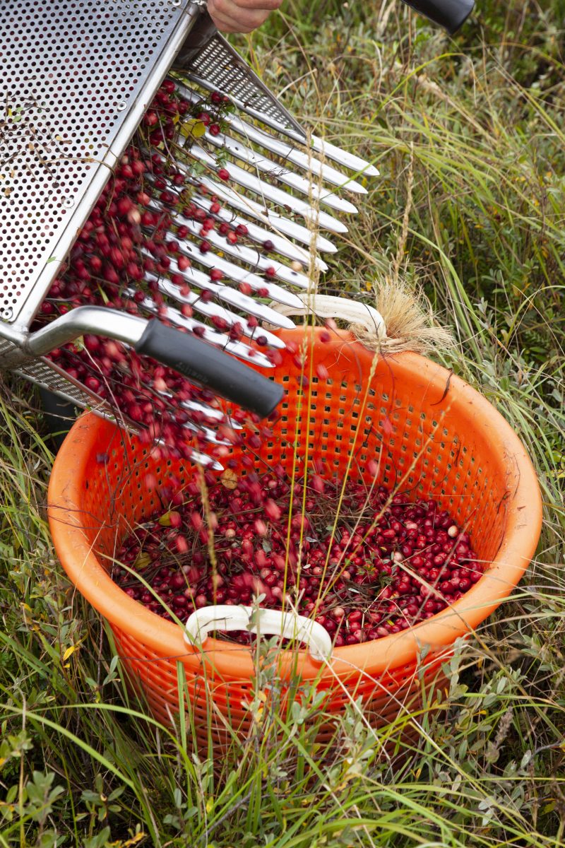 cranberries