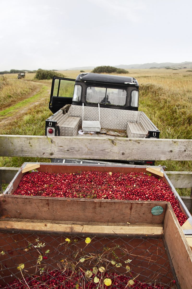 cranberries