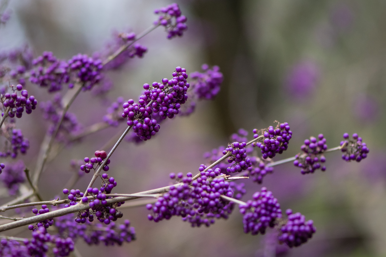 Callicarpa
