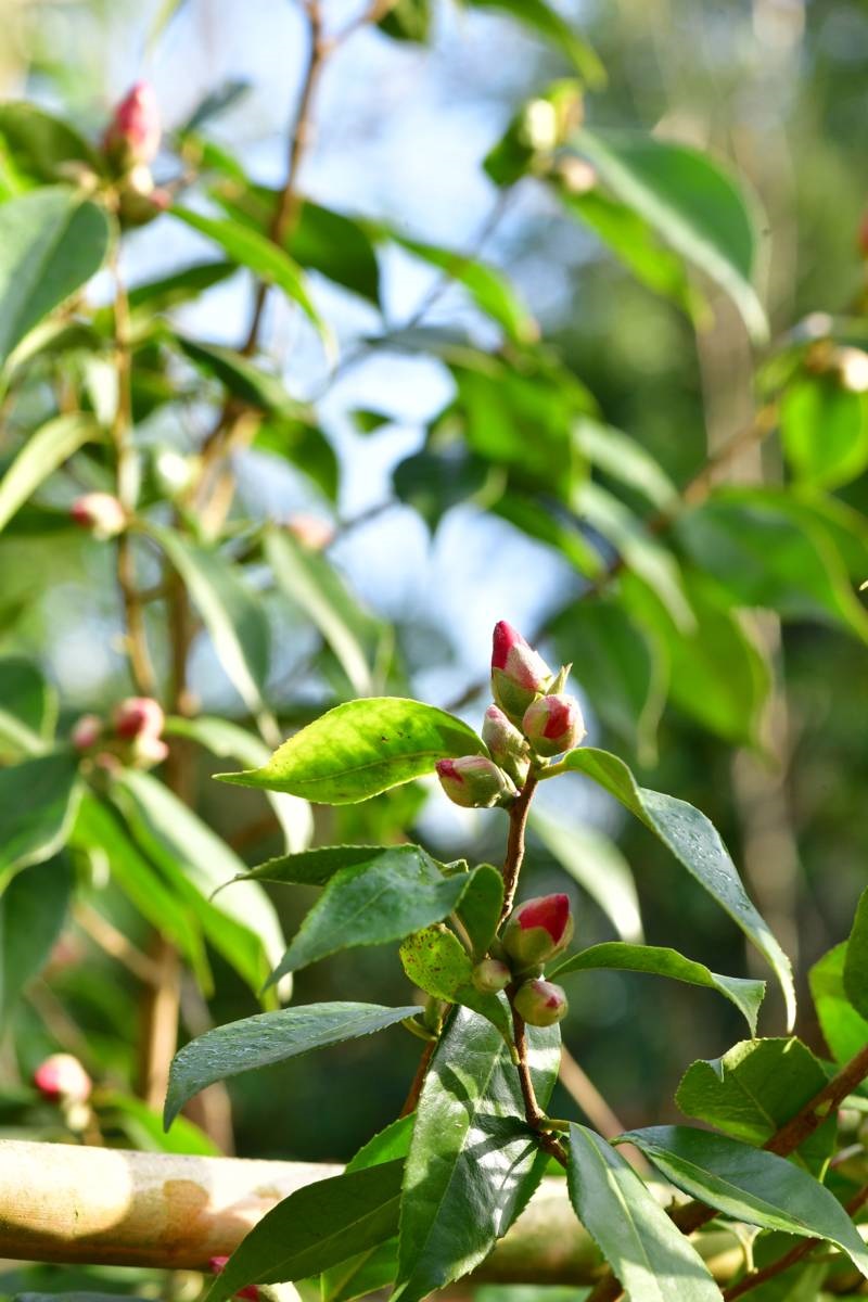 Camelia - in de knop - kwekerij De Groene Prins