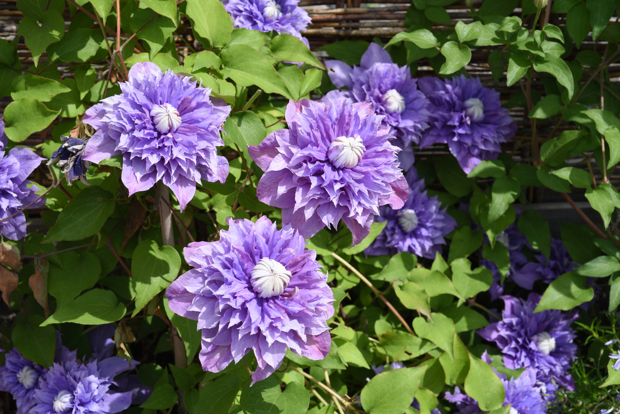 clematis