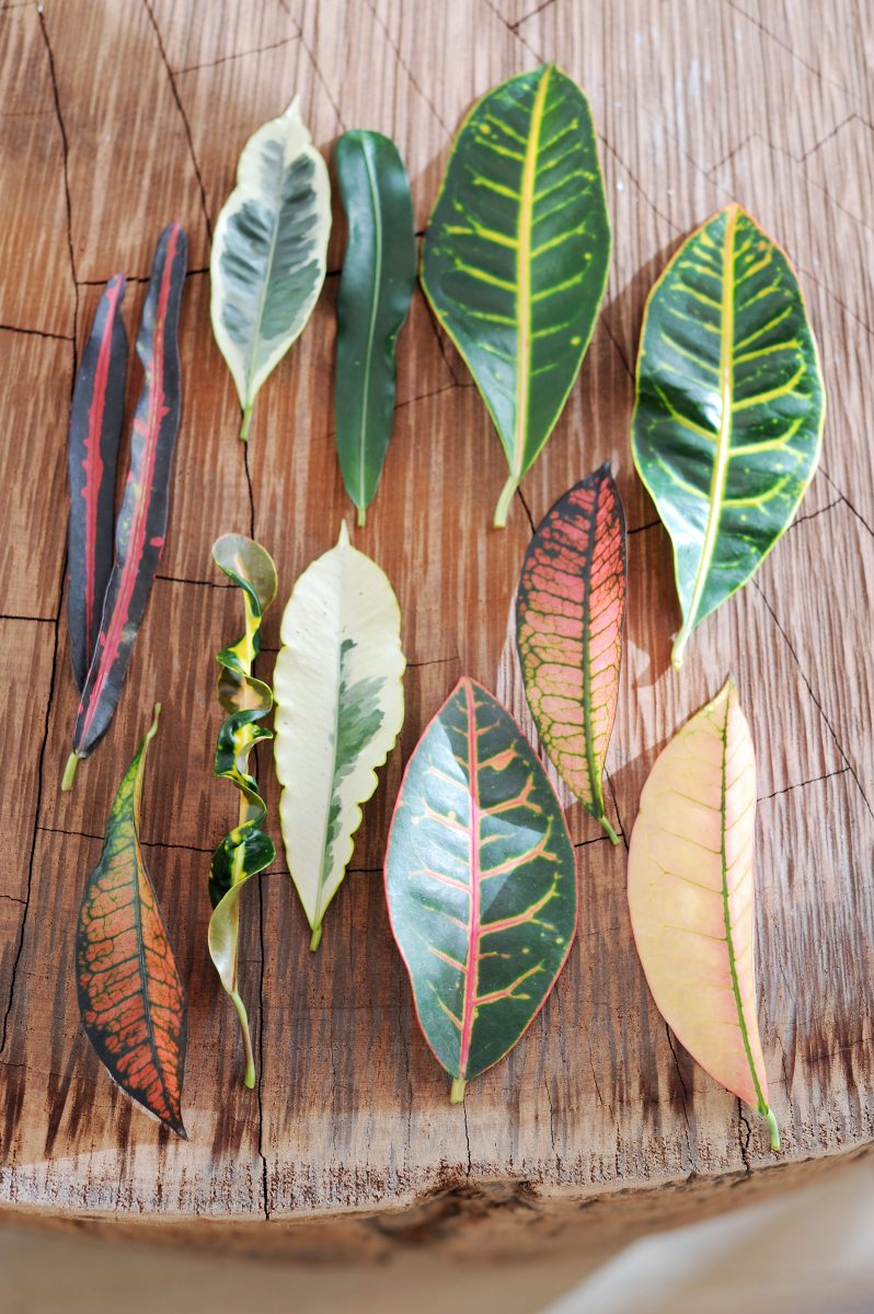 Croton