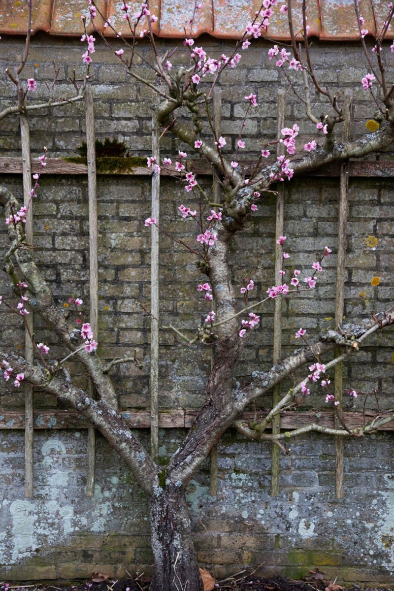 Oude fruitrassen