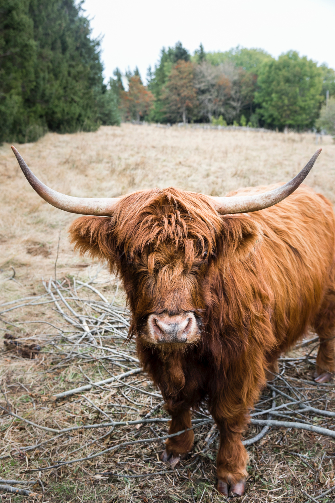 Aubrac